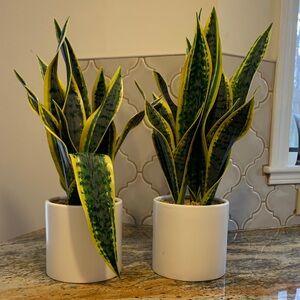 Artificial Sansevieria Snake Plant in White Ceramic Pot - Green & Yellow